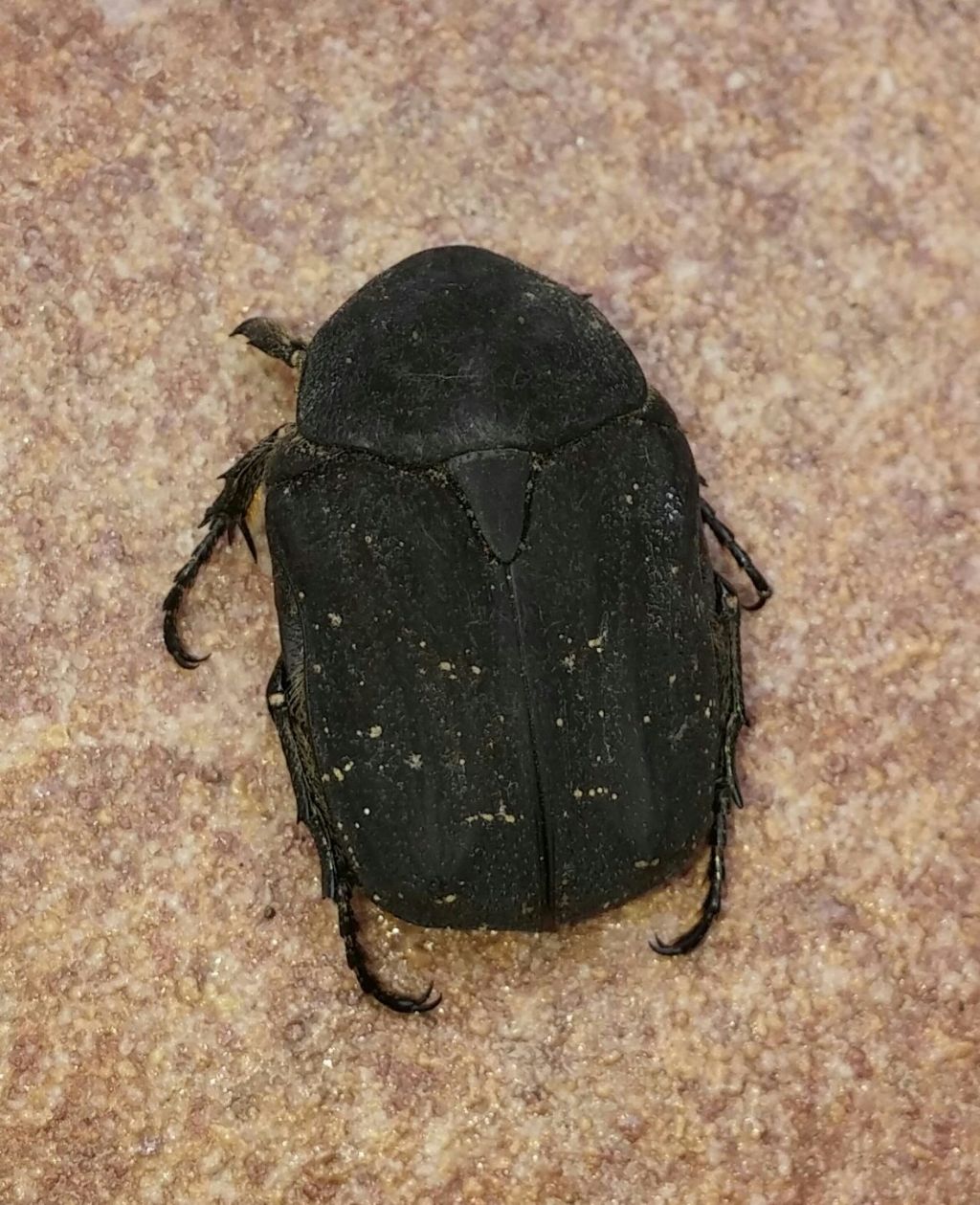 Chrysomelidae: Netocia morio? S....Protaetia (Netocia) morio